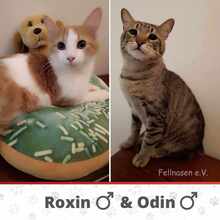ROXIN, Katze, Europäisch Kurzhaar in Bulgarien