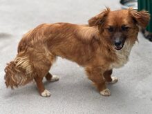 FOXIE, Hund, Mischlingshund in Rumänien