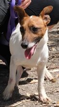 PEER3, Hund, Jack Russell Terrier in Zypern