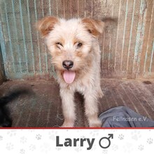 LARRY, Hund, Mischlingshund in Bulgarien