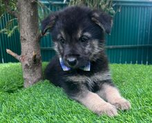 CHOCLY, Hund, Mischlingshund in Rumänien