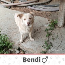 BENDI, Hund, Mischlingshund in Bulgarien