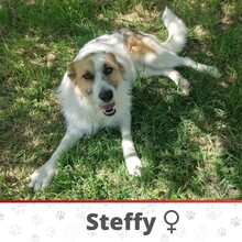 STEFFY, Hund, Mischlingshund in Bulgarien