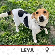 LEYA, Hund, Jack Russell Terrier-Mix in Bulgarien