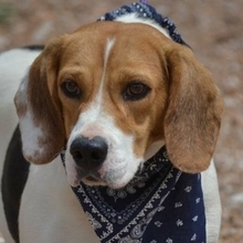 BAZI, Hund, Beagle in Spanien