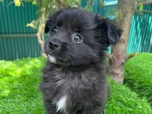 MARK, Hund, Mischlingshund in Rumänien