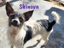 SHINOVA, Hund, Mischlingshund in Spanien