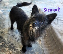 SIENNA2, Hund, Mischlingshund in Spanien