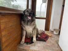 URSA, Hund, Mischlingshund in Rumänien