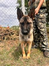 ALONA, Hund, Deutscher Schäferhund in Ungarn