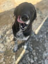 ENYA, Hund, Mischlingshund in Griechenland