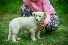BLÜTE, Hund, Mischlingshund in Ungarn