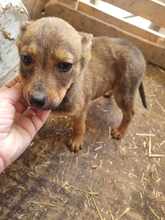 PEPPI, Hund, Mischlingshund in Rumänien