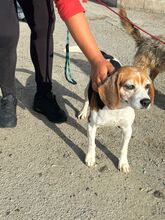 LIZZY, Hund, Beagle in Spanien