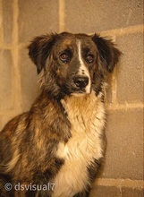 KODA, Hund, Mischlingshund in Spanien