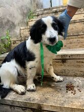 SPILLO, Hund, Mischlingshund in Italien