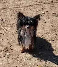 COCO, Hund, Yorkshire Terrier-Chihuahua-Mix in Spanien