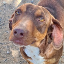 CASIMIR, Hund, Mischlingshund in Spanien