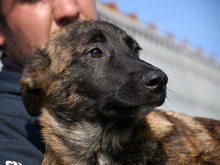 EMILIA, Hund, Mischlingshund in Dortmund