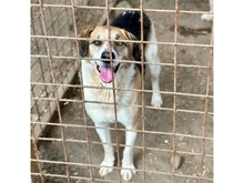 HOUDINI, Hund, Mischlingshund in Rumänien