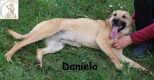 DANIELA, Hund, Mischlingshund in Bosnien und Herzegowina