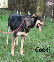 COCKI, Hund, Mischlingshund in Bosnien und Herzegowina