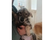 JOJOH, Hund, Mischlingshund in Rumänien