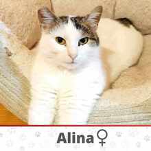 ALINA, Katze, Europäisch Kurzhaar in Bulgarien