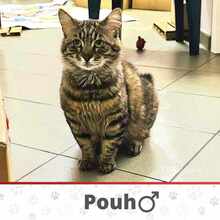 POUH, Katze, Europäisch Kurzhaar in Bulgarien