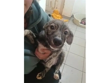 CASSIE, Hund, Mischlingshund in Rumänien