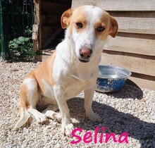 SELINA, Hund, Mischlingshund in Griechenland