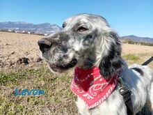 LEVON, Hund, English Setter in Griechenland