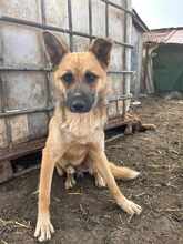 MOJO, Hund, Mischlingshund in Rumänien