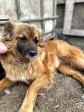 LENI, Hund, Mischlingshund in Rumänien