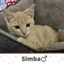 SIMBA, Katze, Europäisch Kurzhaar in Bulgarien