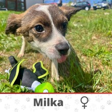 MILKA, Hund, Mischlingshund in Bulgarien