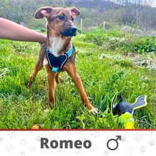 ROMEO, Hund, Mischlingshund in Bulgarien