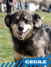 CECILE, Hund, Mischlingshund in Bulgarien