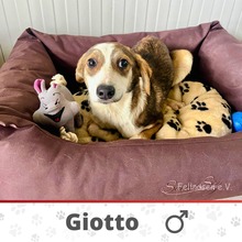 GIOTTO, Hund, Mischlingshund in Bulgarien