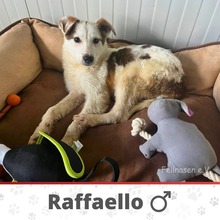 RAFFAELLO, Hund, Mischlingshund in Bulgarien