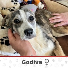GODIVA, Hund, Mischlingshund in Bulgarien