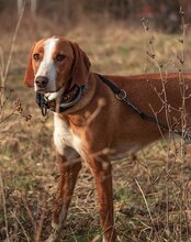 SPARTAX, Hund, Save Bracke in Kroatien