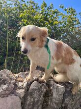 FLORA, Hund, Mischlingshund in Italien