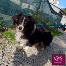 BODO, Hund, Mischlingshund in Rumänien