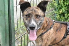 TINKY, Hund, Mischlingshund in Rumänien