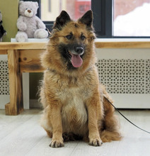 PISHKA, Hund, Mischlingshund in Duingen
