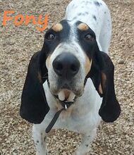 FONY, Hund, Mischlingshund in Griechenland
