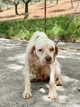 LELA, Hund, Clumber-Spaniel-Mischling in Italien