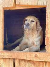 WALLE, Hund, English Setter-Mischling in Italien