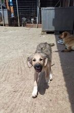DAVIDSON, Hund, Mischlingshund in Griechenland